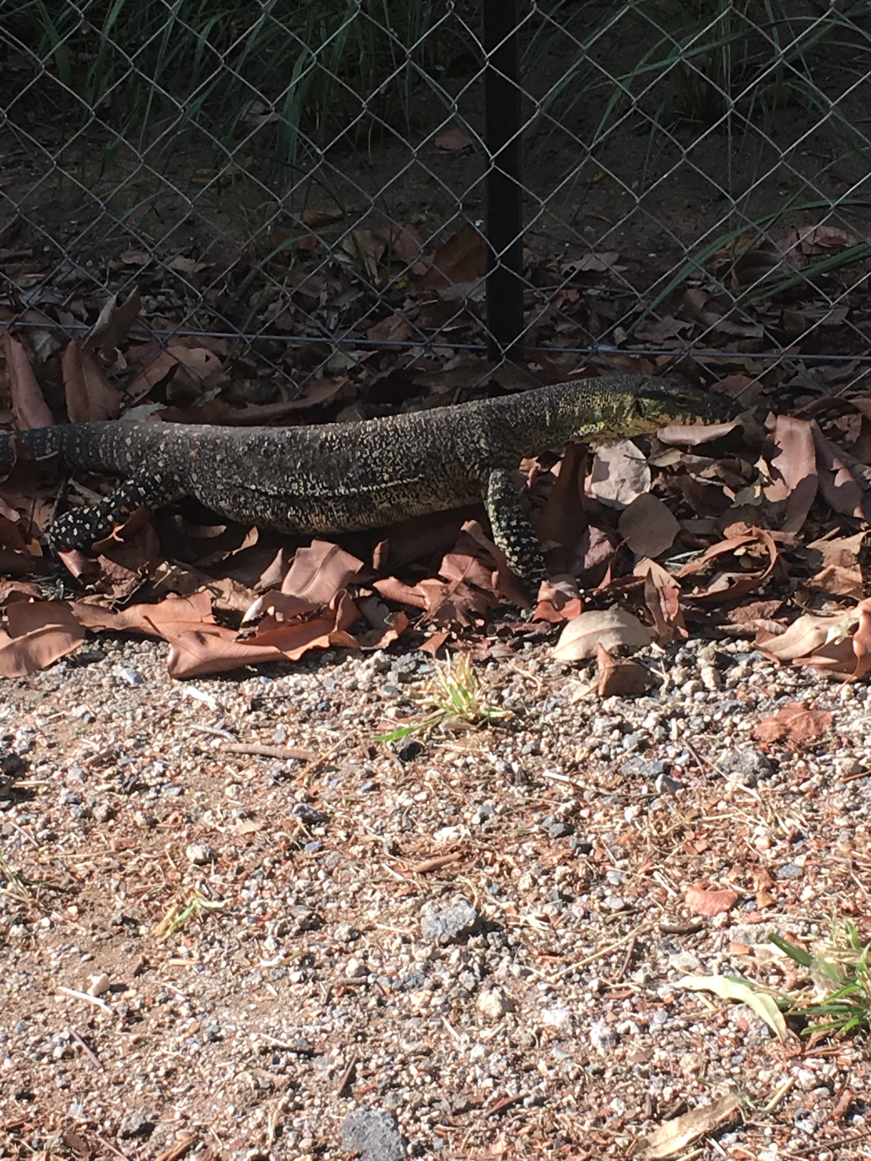6 leguan auf dem parkplatz